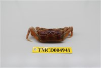 藏品(短身大眼蟹)的圖片